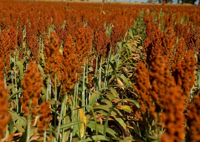 Sorgo igrowth é opção rentável para a cobertura de solo na reforma do canavial