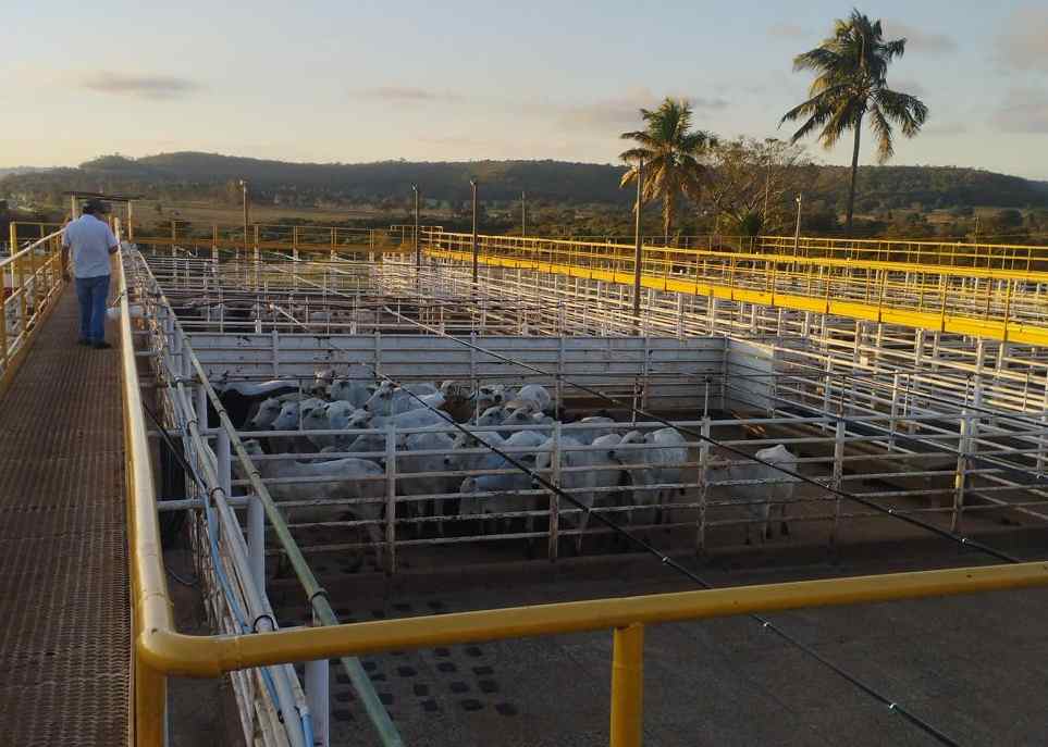 Ramax-Group inicia operações em dois novos frigoríficos com foco em exportação de carne bovina